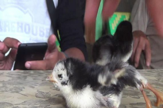 Whoaaa! Ada Anak Ayam Berkaki Empat - JPNN.COM