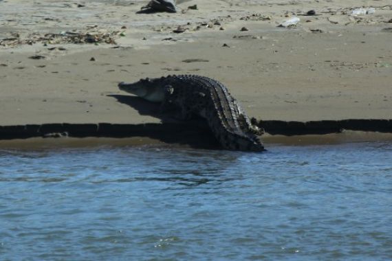 Buaya Berjemur, Warga tak Berani Lagi Menyelam - JPNN.COM