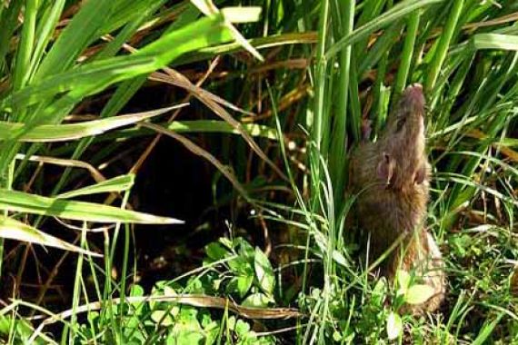 Serunya Berburu Tikus di Sawah, Dapat Hadiah Juga - JPNN.COM