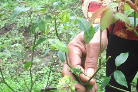 Ada Mawar Hijau di Kebun Raya Bali - JPNN.COM