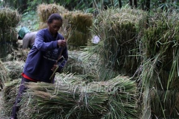 Ribuan Hektar Hutan Merapi Terbakar - JPNN.COM