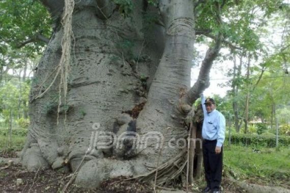 Rumitnya Memindah Pohon Langka Baobab dari Subang ke Kampus UI - JPNN.COM