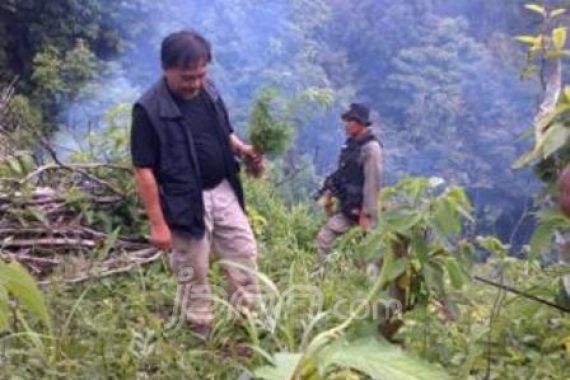 15 Hektar Ladang Ganja Ditemukan - JPNN.COM