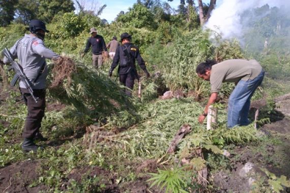 157 Hektar Lahan Ganja Ditemukan di Aceh - JPNN.COM