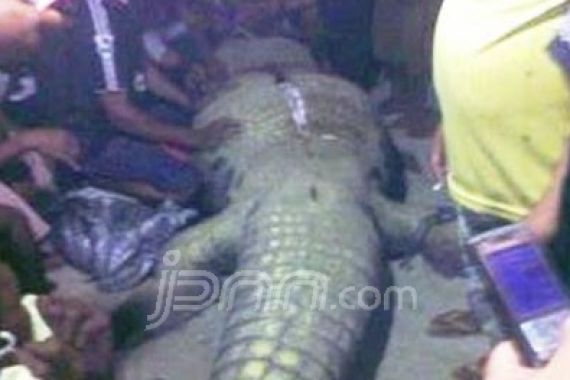 Perut Buaya Dibelah, Ada Tubuh Bocah - JPNN.COM