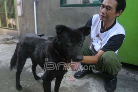 Ketika Anjing Kintamani Resmi Jadi Ras Anjing Indonesia Pertama - JPNN.COM