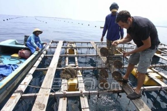 Melihat Budi Daya Mutiara secara Alami di Teluk Nara, Lombok Barat - JPNN.COM