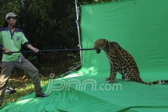 Ray Animale, Pengarah Gaya Binatang untuk Syuting Film - JPNN.COM