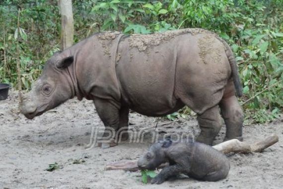 Andatu, Anak Badak Sumatera yang Lahir setelah 124 Tahun Penangkaran - JPNN.COM