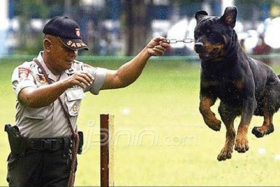 Anjing pun Harus Bisa Bela Pawang - JPNN.COM