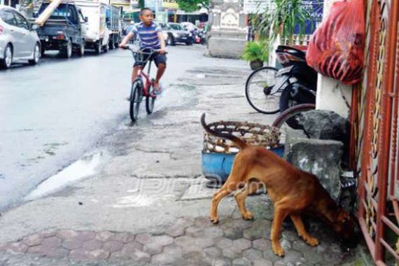 Populasi Anjing Capai 50 Ribu Ekor, Waspadai Rabies - JPNN.COM