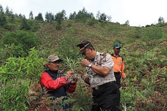 Ada Ladang Ganja di Kawasan Bromo - JPNN.COM