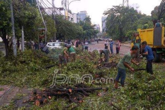 Pohon Tumbang, Lalin Kwitang Dialihkan - JPNN.COM