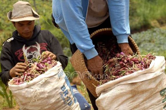 Panen Tak Maksimal, Petani Bawang Merugi - JPNN.COM