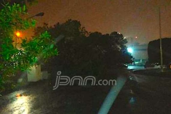 Hujan Deras, Pohon Rindang di Istana Tumbang - JPNN.COM