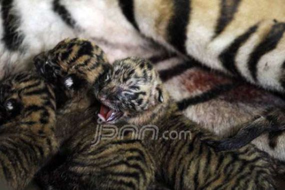 Harimau Sumatera Lahirkan Empat Anak - JPNN.COM