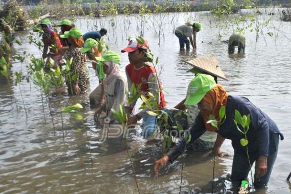 Pertamina Tanam Ribuan Mangrove - JPNN.COM