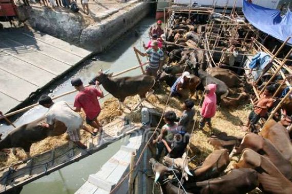 Kapal Sulit Bersandar, Sapi -sapi Kurban Mati Bergelimpangan - JPNN.COM