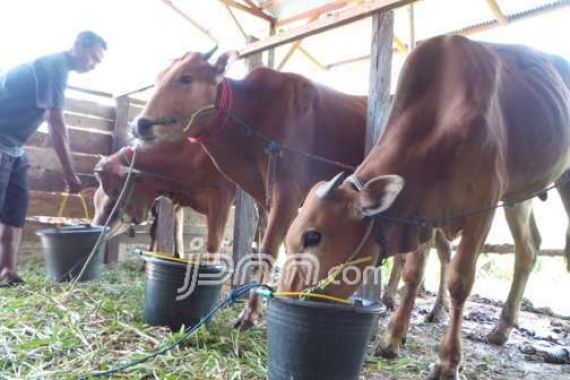 Di Jakarta, Harga Sapi Kurban Naik hingga Rp 5 Juta - JPNN.COM