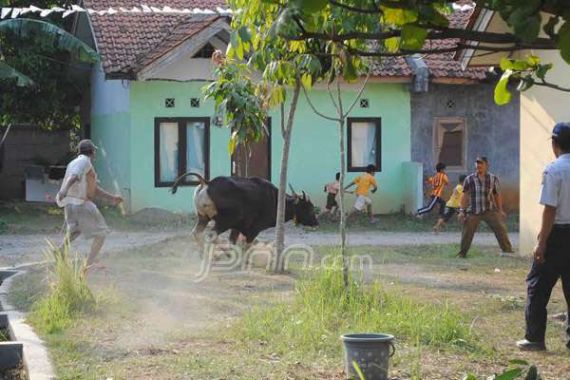 Sapi Kurban Kabur Hebohkan Warga Perumahan Bappenas - JPNN.COM