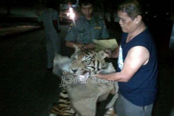 Transaksi Kulit Harimau Sumatera Digagalkan - JPNN.COM