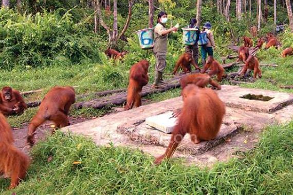 Asyiknya Lihat Sekolah Meliarkan Orang Utan - JPNN.COM