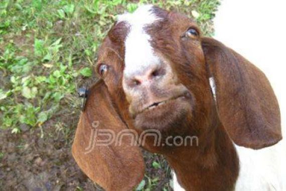 Gara-gara Kambing 'Bernyanyi', Seniman Ini Dijebloskan ke Bui - JPNN.COM