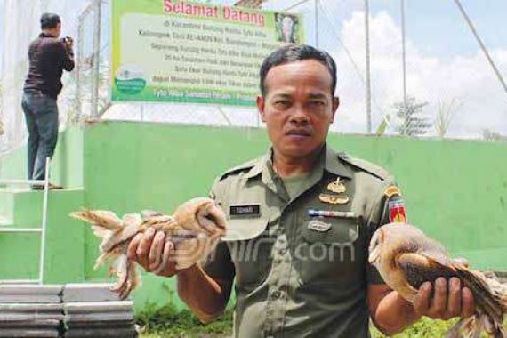 Perangi Tikus, Petani Ajak TNI Amankan Burung Hantu - JPNN.COM
