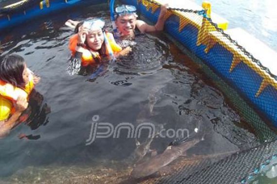 Mau Berenang dengan Hiu, Datanglah ke Banyuwangi - JPNN.COM