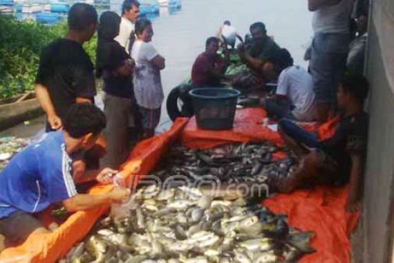 Misterius! Puluhan Ton Ikan Mati, Singkarak Masih Menyengat - JPNN.COM