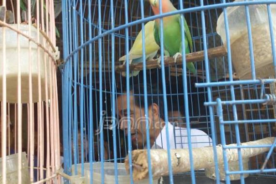 Beras Sedang Mahal, Jokowi Borong Burung - JPNN.COM