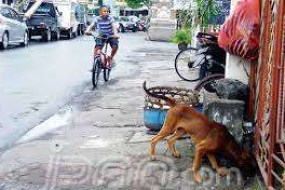Megawati Meninggal, Anjing Liar Dibasmi - JPNN.COM