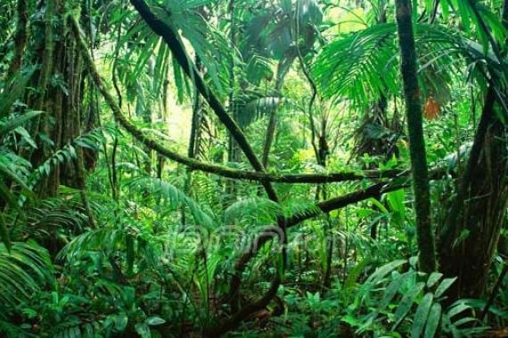 Hutan Konservasi Batam Terus Menyusut, Kini Sisa 901 Hektare - JPNN.COM