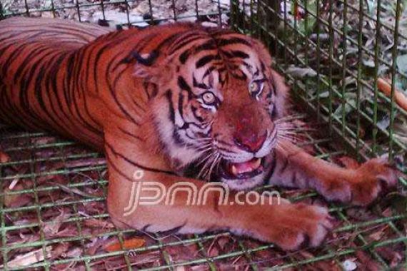 Dijerat Warga Harimau Sumatera Mati Kekurangan Darah - JPNN.COM