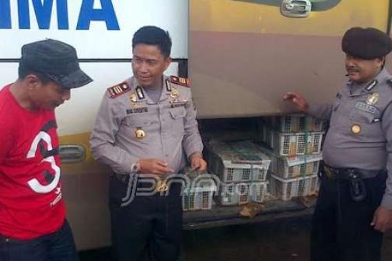 Karena Burung, Sopir Ini pun Berurusan Polisi - JPNN.COM