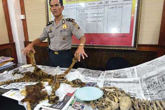 Wow, Kulit Harimau Sumatera Ternyata Dihargai Rp 50 Juta - JPNN.COM