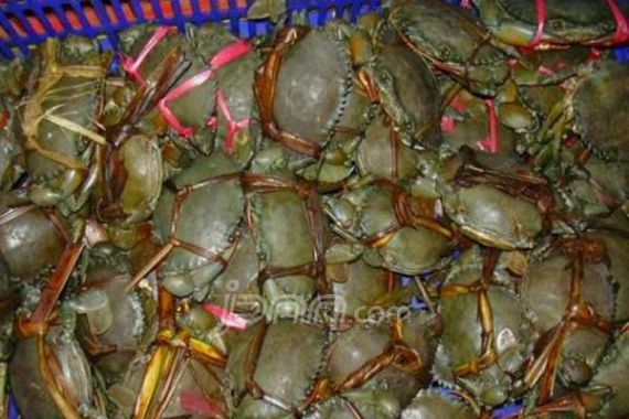 Ribuan Kepiting Bertelur Gagal Diselundupkan ke Tawau Malaysia - JPNN.COM