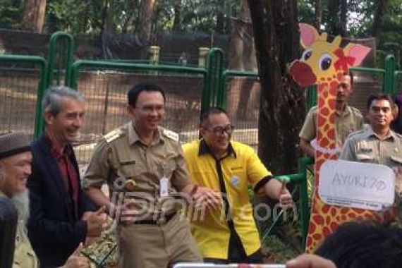 Ahok Namai Jerapah Asal Negeri Kanguru Itu Dirgah dan Ayuri 70 - JPNN.COM