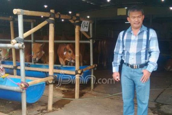 Sapi Seharga Rp 400 Juta Sudah Terjual - JPNN.COM