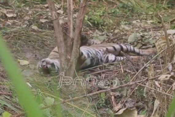 Bikin Resah, Harimau Terperangkap Jerat, Terluka, nih Fotonya - JPNN.COM