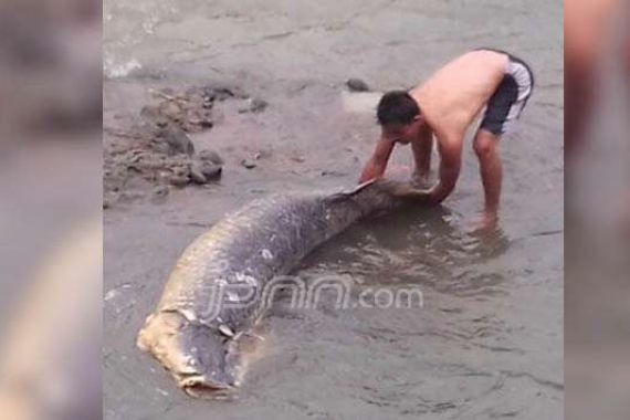 Ternyata di Sungai Ciliwung ada Ikan Monster Ini - JPNN.COM