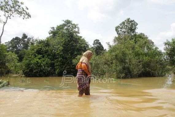 Banjir Sebabkan 1.148,25 Hektare Sawah di Riau Gagal Panen - JPNN.COM