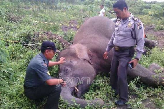 Kasihan! Gajah Betina Mati Diduga Keracunan di Kebun Warga - JPNN.COM