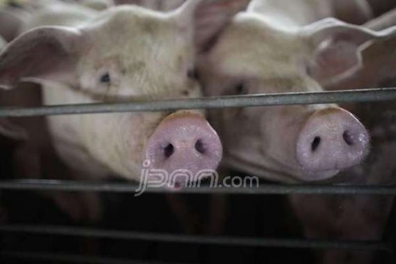 Usulkan Sanksi untuk Penjual Masakan Babi tanpa Label Khusus - JPNN.COM