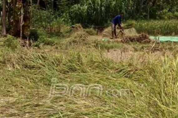 Angin dan Hama Paksa Petani Panen Panen Dini - JPNN.COM