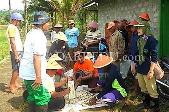 Tikus Serbu Sawah, Pak Tani Resah - JPNN.COM