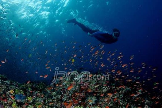Yuk, Jelajahi Situs Warisan Underwater UNESCO di Labuan Bajo - JPNN.COM