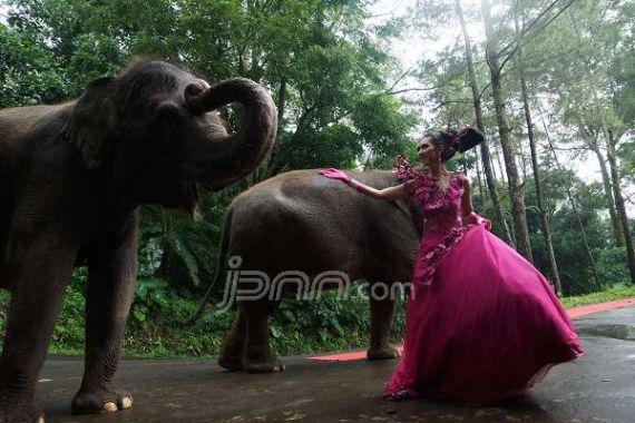 Enchanted Forest Princess bersama Gajah Sumatera - JPNN.COM