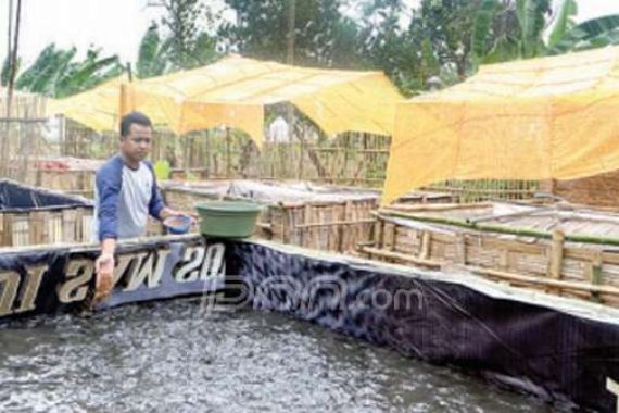 Membangun Indonesia Melalui Budidaya Lele - JPNN.COM