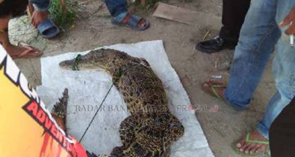 Buka Jaring, Nongol Buaya Sepanjang 1,5 Meter - JPNN.com